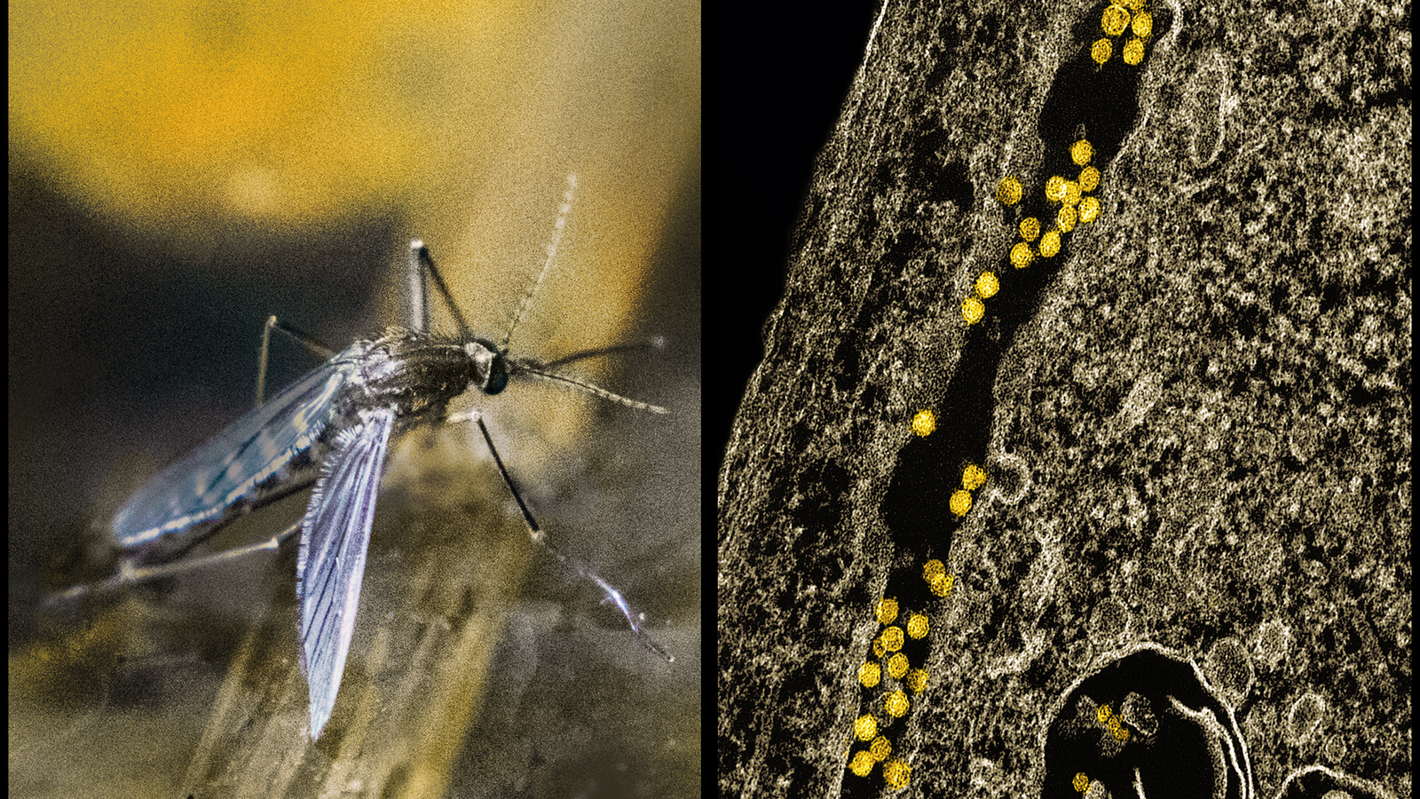 Culex mosquito and virus micrograph image