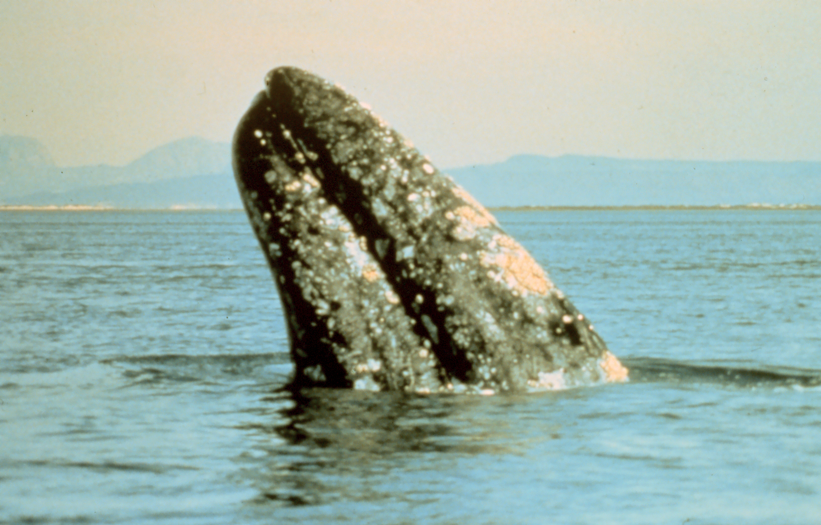 Gray whale rising from the water, used as a representative image for coverage of gray whales entering San Francisco Bay.